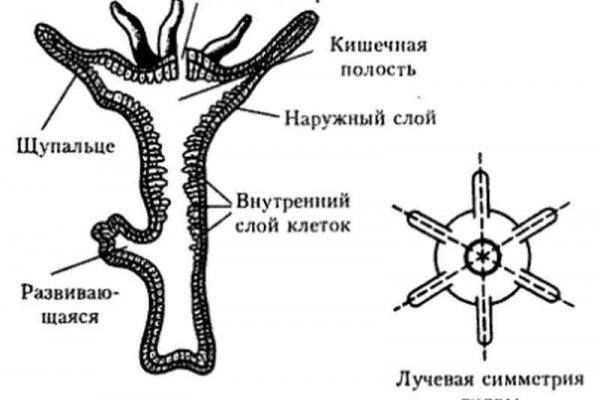 Как зайти на кракен браузеры